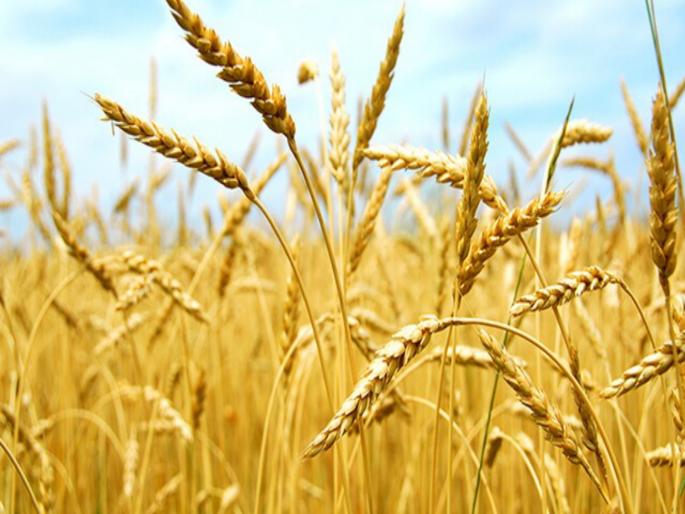 Wheat crop is thriving this year due to favorable weather conditions | पोषक वातावरणामुळे यंदा गव्हाचे पीक जोमात Wheat crop is thriving this year due to favorable weather conditions | पोषक वातावरणामुळे यंदा गव्हाचे पीक जोमात