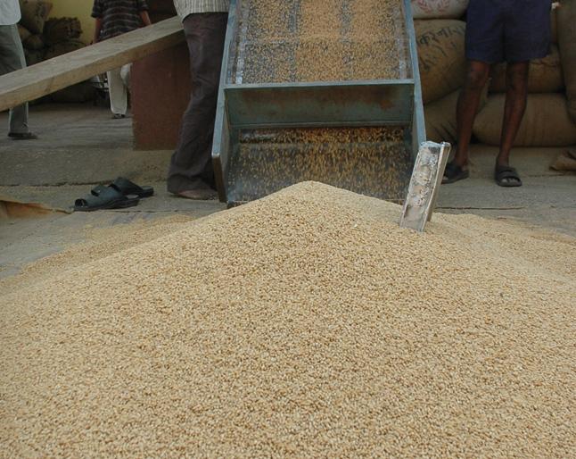 Goudbangal of the grain | धान्याचे गौडबंगाल Goudbangal of the grain | धान्याचे गौडबंगाल