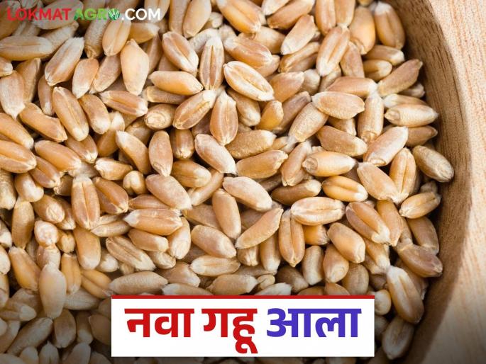 Gahu Market : New arrival of rabi season wheat starts; Will the price rise or fall? | Gahu Market : रब्बी हंगामातील नव्या गव्हाची आवक सुरू; भाव उतणार की वाढणार? Gahu Market : New arrival of rabi season wheat starts; Will the price rise or fall? | Gahu Market : रब्बी हंगामातील नव्या गव्हाची आवक सुरू; भाव उतणार की वाढणार?