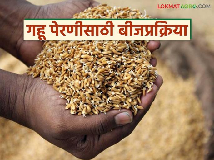 Latest news Gahu Perani seed treatment important before sowing wheat read in detail | Wheat Sowing : गहू पेरणीपूर्वी बीजप्रक्रिया का महत्वाची असते? ती कशी करावी, वाचा सविस्तर Latest news Gahu Perani seed treatment important before sowing wheat read in detail | Wheat Sowing : गहू पेरणीपूर्वी बीजप्रक्रिया का महत्वाची असते? ती कशी करावी, वाचा सविस्तर
