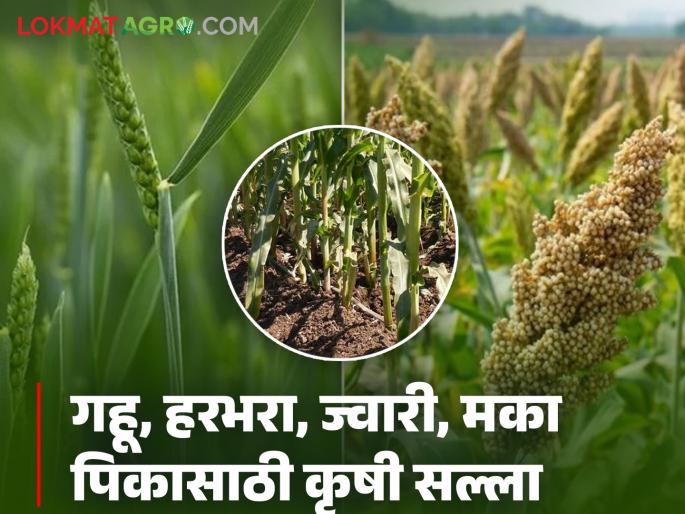 Latest News General Agriculture Advice for Wheat, Gram, Sorghum, Maize Crops, read in detail  | Agriculture News : गहू, हरभरा, ज्वारी, मका पिकासाठी सामान्य कृषी सल्ला, वाचा सविस्तर 
