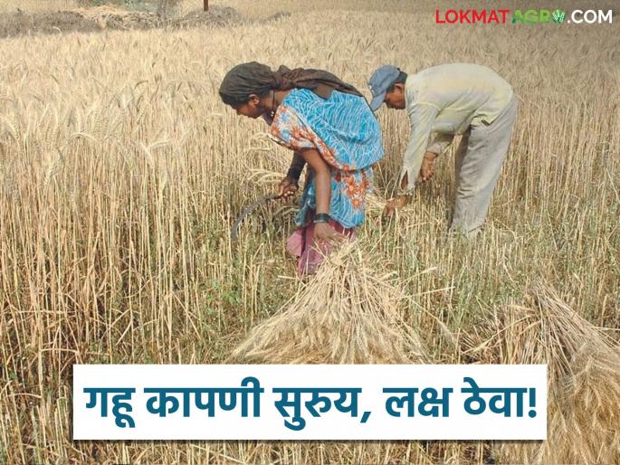 Latest News wheat crop greatest risk from this threat know how to protect wheat from farm fire | Gahu Kadhani : 'हे' केलं नाहीतर गहू पीक आगीत नष्ट झालंच म्हणून समजा, वाचा सविस्तर Latest News wheat crop greatest risk from this threat know how to protect wheat from farm fire | Gahu Kadhani : 'हे' केलं नाहीतर गहू पीक आगीत नष्ट झालंच म्हणून समजा, वाचा सविस्तर