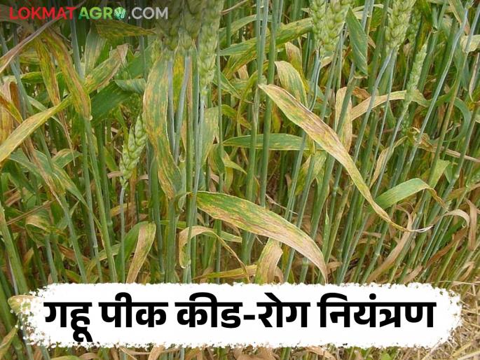 Latest News Wheat Crop Management How to control pests including carp disease on wheat crop Know in detail  | Wheat Crop Management : गहू पिकावरील करपा रोगासह किडींचे नियंत्रण कसे करावे? जाणून घ्या सविस्तर  Latest News Wheat Crop Management How to control pests including carp disease on wheat crop Know in detail  | Wheat Crop Management : गहू पिकावरील करपा रोगासह किडींचे नियंत्रण कसे करावे? जाणून घ्या सविस्तर