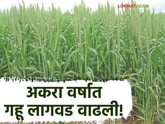 Latest News Wheat Farming Wheat area increased by 2 million hectares in 11 years see details | Wheat Farming : 11 वर्षांत गव्हाचे क्षेत्र 20 लाख हेक्टरने वाढले, शेतकरी गहू शेतीला का पसंती देत आहेत? Latest News Wheat Farming Wheat area increased by 2 million hectares in 11 years see details | Wheat Farming : 11 वर्षांत गव्हाचे क्षेत्र 20 लाख हेक्टरने वाढले, शेतकरी गहू शेतीला का पसंती देत आहेत?