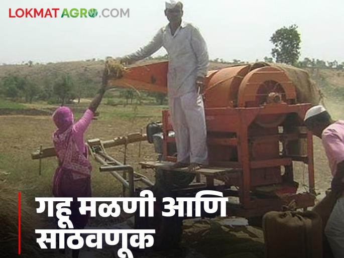 Latest News gahu Sathvanuk moisture content of wheat after threshing Find out in detail | Gahu Sathvanuk : गहू मळणीनंतर साठवण्यासाठी ओलावा किती असावा? जाणून घ्या सविस्तर  Latest News gahu Sathvanuk moisture content of wheat after threshing Find out in detail | Gahu Sathvanuk : गहू मळणीनंतर साठवण्यासाठी ओलावा किती असावा? जाणून घ्या सविस्तर