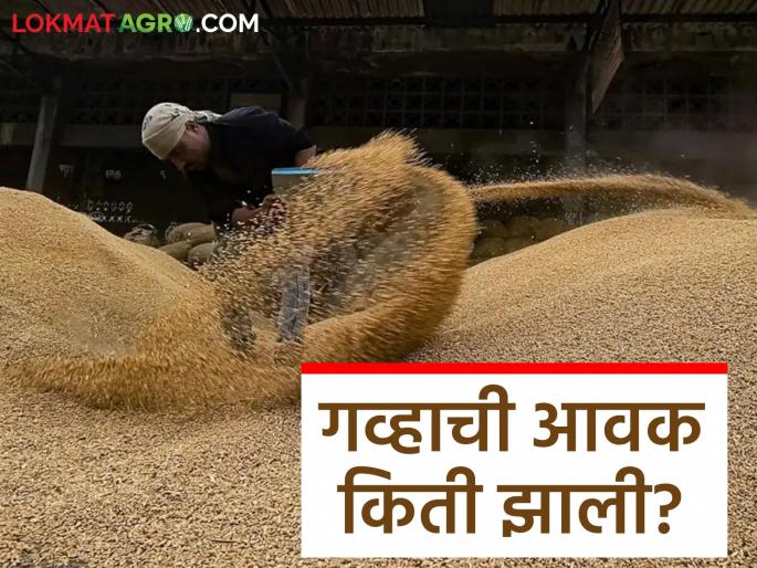 Latest News Gahu Bajarbhav Sharbati or local wheat is in demand in market, see todays wheat market | Gahu Bajarbhav : गहू बाजारात शरबती, लोकल गव्हाची चलती, वाचा काय दर मिळतोय? Latest News Gahu Bajarbhav Sharbati or local wheat is in demand in market, see todays wheat market | Gahu Bajarbhav : गहू बाजारात शरबती, लोकल गव्हाची चलती, वाचा काय दर मिळतोय?