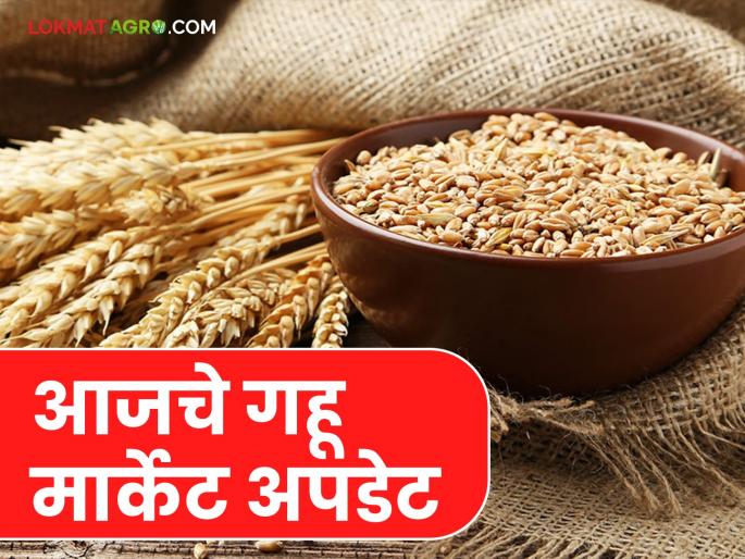 Latest News gahu bajar Bhav see wheat market prices in Pune, Solapur, Mumbai, and Akola market | Gahu Bajar Bhav : पुणे, सोलापूर, मुंबई, अकोला बाजारात गव्हाला क्विंटलमागे काय दर मिळतोय?