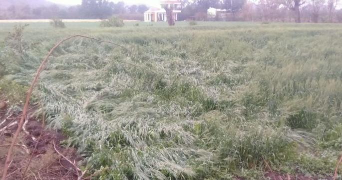 Wheat loss on 448 hectares in 26 villages due to Rain | ‘अवकाळी’च्या तडाख्यात २६ गावांत ४४८ हेक्टरवरील गव्हाचे नुकसान!