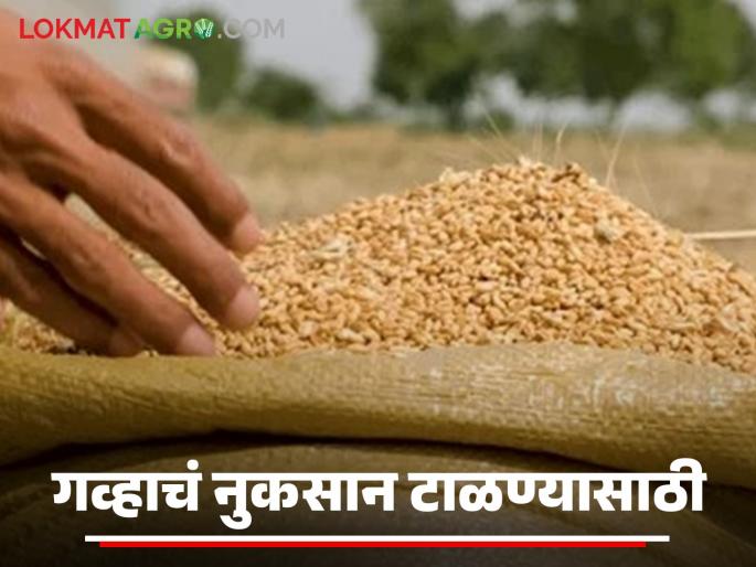 Latest News Gahu Sathavnuk To preserve wheat for a long time, definitely try these tips, read in detail | Gahu Sathvanuk : गहू दीर्घकाळ टिकवून ठेवण्यासाठी ‘या’ टिप्स नक्की ट्राय करा, वाचा सविस्तर  Latest News Gahu Sathavnuk To preserve wheat for a long time, definitely try these tips, read in detail | Gahu Sathvanuk : गहू दीर्घकाळ टिकवून ठेवण्यासाठी ‘या’ टिप्स नक्की ट्राय करा, वाचा सविस्तर