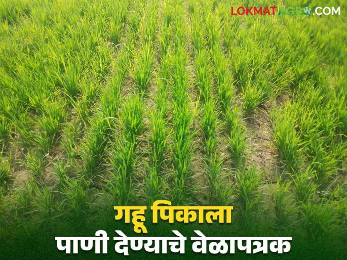 Gahu Pani Niyojan : How and how much water is needed to increase the production of wheat crop read in detail | Gahu Pani Niyojan : गहू पिकाच्या उत्पादन वाढीसाठी कशा व किती लागतात पाण्याच्या पाळ्या Gahu Pani Niyojan : How and how much water is needed to increase the production of wheat crop read in detail | Gahu Pani Niyojan : गहू पिकाच्या उत्पादन वाढीसाठी कशा व किती लागतात पाण्याच्या पाळ्या