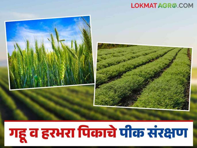 Latest News Wheat, Harbhara Crops to prevent decline in wheat and gram crop production, read in detail | Wheat, Harbhara Crops : गहू, हरभरा पिकाच्या उत्पादनात घट टाळण्यासाठी हे कराच, वाचा सविस्तर  Latest News Wheat, Harbhara Crops to prevent decline in wheat and gram crop production, read in detail | Wheat, Harbhara Crops : गहू, हरभरा पिकाच्या उत्पादनात घट टाळण्यासाठी हे कराच, वाचा सविस्तर