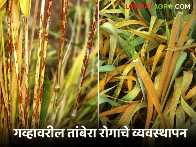 Latest News Gahu Tambera Rog Wheat has copper rust, how to manage it Learn in detail | Gahu Tambera Management : गव्हावर नारंगी आणि काळा तांबेरा आलाय, असे करा व्यवस्थापन? जाणून घ्या सविस्तर  Latest News Gahu Tambera Rog Wheat has copper rust, how to manage it Learn in detail | Gahu Tambera Management : गव्हावर नारंगी आणि काळा तांबेरा आलाय, असे करा व्यवस्थापन? जाणून घ्या सविस्तर