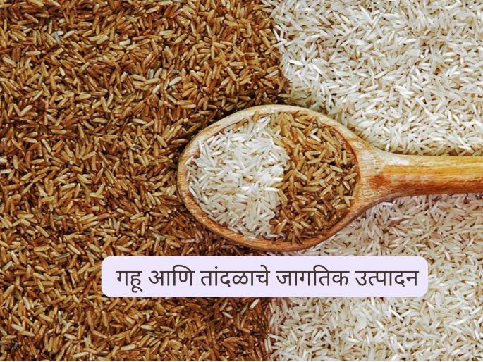 Latest news gahu Tandul Utpadan global production of wheat and rice this year Know in detail | यावर्षी गहू आणि तांदळाचे जागतिक उत्पादन किती असेल? जाणून घ्या सविस्तर 