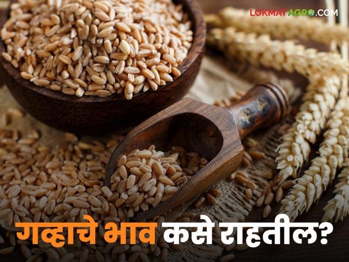 Latest News Gahu Bajarbhav wheat prices 53 percent increase in last three years see future Market of wheat | Wheat Price : तीन वर्षांत गव्हाच्या किमतीत 53 टक्क्यांची वाढ? भविष्यात कसा असेल भाव? Latest News Gahu Bajarbhav wheat prices 53 percent increase in last three years see future Market of wheat | Wheat Price : तीन वर्षांत गव्हाच्या किमतीत 53 टक्क्यांची वाढ? भविष्यात कसा असेल भाव?