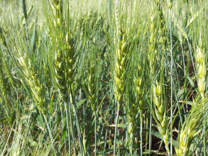 Rabbi sowing at Chalisgaon is 5% | चाळीसगावला रब्बीचा पेरा अवघा ३४ टक्के Rabbi sowing at Chalisgaon is 5% | चाळीसगावला रब्बीचा पेरा अवघा ३४ टक्के