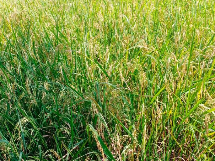 Record production of 39 quintals per hectare of kharif rice in Thane district this year! | ठाणे जिल्ह्यात यंदा खरीपाच्या भाताचे हेक्टरी ३९ क्विंटल विक्रमी उत्पादन! Record production of 39 quintals per hectare of kharif rice in Thane district this year! | ठाणे जिल्ह्यात यंदा खरीपाच्या भाताचे हेक्टरी ३९ क्विंटल विक्रमी उत्पादन!