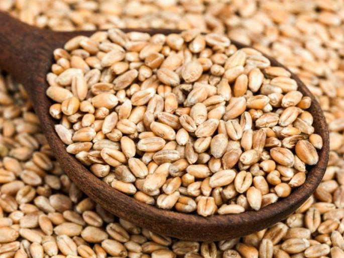 More wheat procured from government agencies this year as compared to last year | गतवर्षीच्या तुलनेत या वर्षी सरकारी संस्थांकडून अधिक गहू खरेदी More wheat procured from government agencies this year as compared to last year | गतवर्षीच्या तुलनेत या वर्षी सरकारी संस्थांकडून अधिक गहू खरेदी