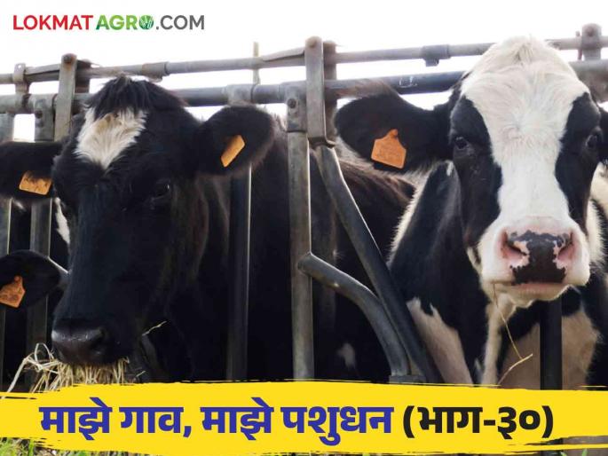 What causes non-communicable abortion in cows and buffaloes and how can it be prevented? Read in detail | Livestock Management : गाई म्हशीतील असंसर्गजन्य गर्भपात कशामुळे होतो आणि तो कसा टाळावा? वाचा सविस्तर What causes non-communicable abortion in cows and buffaloes and how can it be prevented? Read in detail | Livestock Management : गाई म्हशीतील असंसर्गजन्य गर्भपात कशामुळे होतो आणि तो कसा टाळावा? वाचा सविस्तर