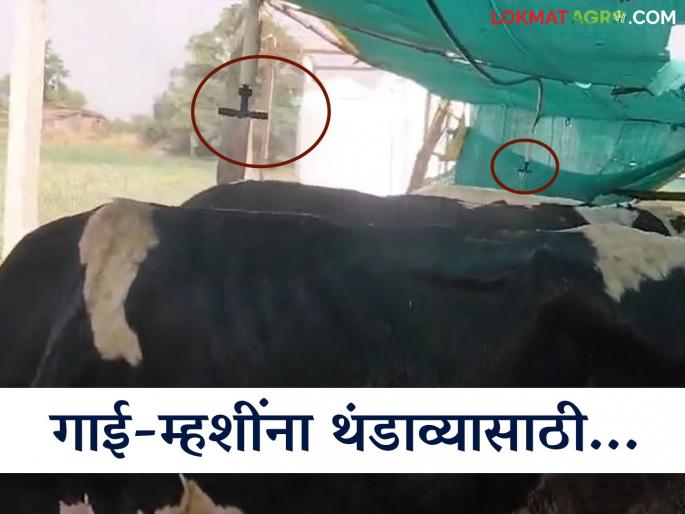 Latest News yeola farmer done unique trick to keep cows and buffaloes cool Read in detail | Agriculture News : गाई-म्हशींना थंडावा मिळण्यासाठी शेतकऱ्याने केलंय अनोखं जुगाड ? वाचा सविस्तर  Latest News yeola farmer done unique trick to keep cows and buffaloes cool Read in detail | Agriculture News : गाई-म्हशींना थंडावा मिळण्यासाठी शेतकऱ्याने केलंय अनोखं जुगाड ? वाचा सविस्तर