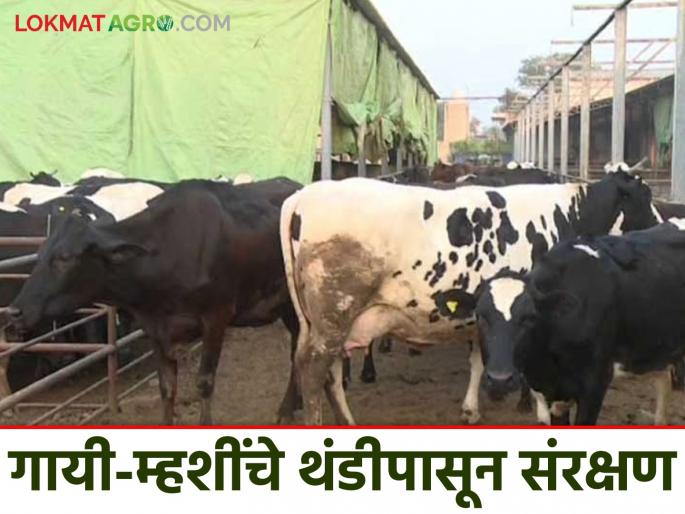 Latest News What to do while protecting cows and buffaloes in winter Read in detail | Animal Winter Care Tips : हिवाळ्यात गायी-म्हशींचे संरक्षण करताना काय करावे? काय करू नये? वाचा सविस्तर  Latest News What to do while protecting cows and buffaloes in winter Read in detail | Animal Winter Care Tips : हिवाळ्यात गायी-म्हशींचे संरक्षण करताना काय करावे? काय करू नये? वाचा सविस्तर