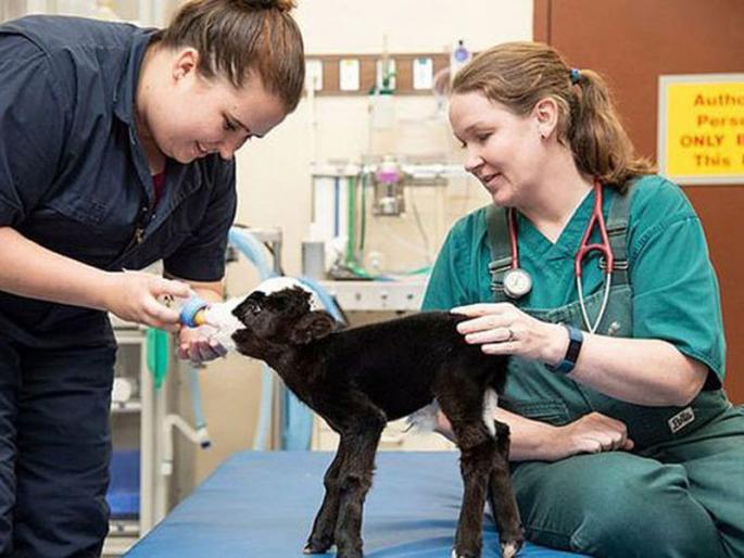 Viral! Weighing only 4.5 kg of cow, the world's smallest cow in america | व्हायरल! केवळ 4.5 किलो वजनाची हाय, जगातील सर्वात लहान गाय Viral! Weighing only 4.5 kg of cow, the world's smallest cow in america | व्हायरल! केवळ 4.5 किलो वजनाची हाय, जगातील सर्वात लहान गाय