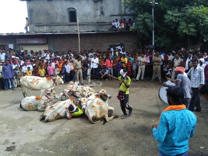 Diwali : Gaigodhan tradition | भांब राजा येथील १३० वर्षे जुनी गायगोधन परंपरा, पाडव्यादिवशी घोंगडीवर बसवितात गाई Diwali : Gaigodhan tradition | भांब राजा येथील १३० वर्षे जुनी गायगोधन परंपरा, पाडव्यादिवशी घोंगडीवर बसवितात गाई