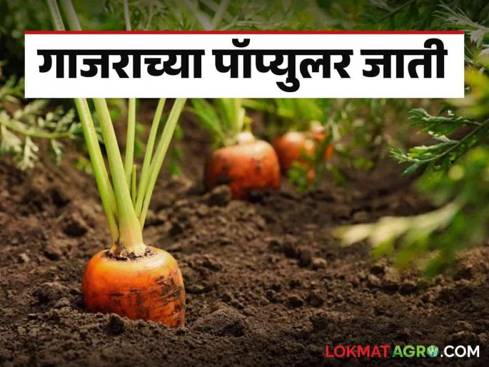 Gajar Lagwad : High yielding and early harvesting carrot varieties read in detail | Gajar Lagwad : अधिक उत्पादन देणाऱ्या व लवकर काढणीला तयार होणाऱ्या गाजराच्या जाती Gajar Lagwad : High yielding and early harvesting carrot varieties read in detail | Gajar Lagwad : अधिक उत्पादन देणाऱ्या व लवकर काढणीला तयार होणाऱ्या गाजराच्या जाती