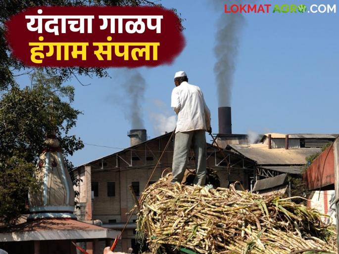 Sugarcane crushing season in the state has ended; How much sugar was produced in which division? Read in detail | राज्यातील ऊस गाळप हंगाम संपला; कोणत्या विभागात किती साखर उत्पादन? वाचा सविस्तर Sugarcane crushing season in the state has ended; How much sugar was produced in which division? Read in detail | राज्यातील ऊस गाळप हंगाम संपला; कोणत्या विभागात किती साखर उत्पादन? वाचा सविस्तर