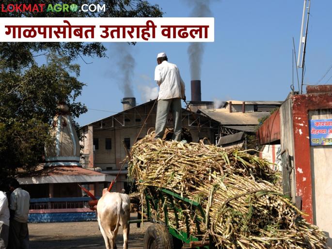 1067 lakh metric tone sugarcane crushing in the state; 1094 lakh quintal sugar production | राज्यात एक कोटी गाळप; १०९४ लाख क्विंटल साखर उत्पादन 1067 lakh metric tone sugarcane crushing in the state; 1094 lakh quintal sugar production | राज्यात एक कोटी गाळप; १०९४ लाख क्विंटल साखर उत्पादन