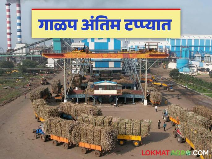 Sugarcane Crushing 2024-25 : 30 sugar factories in the state and 77 in the country over the crushing season | Sugarcane Crushing 2024-25 : राज्यातील ३० तर देशातील ७७ साखर कारखान्यांचा पट्टा पडला Sugarcane Crushing 2024-25 : 30 sugar factories in the state and 77 in the country over the crushing season | Sugarcane Crushing 2024-25 : राज्यातील ३० तर देशातील ७७ साखर कारखान्यांचा पट्टा पडला