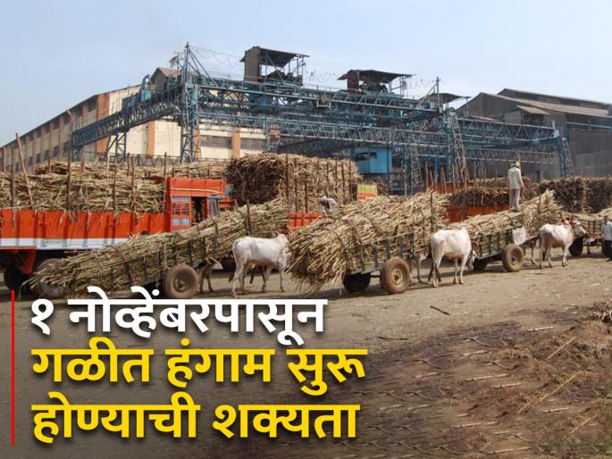 Dussehra Muhurta; But the sugarcane crushing galap season from November 1? | दसऱ्याला मुहूर्त; मात्र गाळप हंगाम १ नोव्हेंबरपासूनच? Dussehra Muhurta; But the sugarcane crushing galap season from November 1? | दसऱ्याला मुहूर्त; मात्र गाळप हंगाम १ नोव्हेंबरपासूनच?