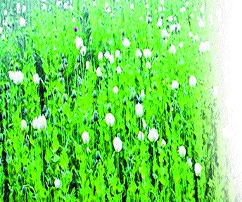 Three others were arrested in connection with the gang-rape in Vishapur, Turchi, Sangola taluka | गांजाप्रकरणी आणखी तिघांना अटक -संशयित विसापूर, तुरची, सांगोला तालुक्यातील Three others were arrested in connection with the gang-rape in Vishapur, Turchi, Sangola taluka | गांजाप्रकरणी आणखी तिघांना अटक -संशयित विसापूर, तुरची, सांगोला तालुक्यातील