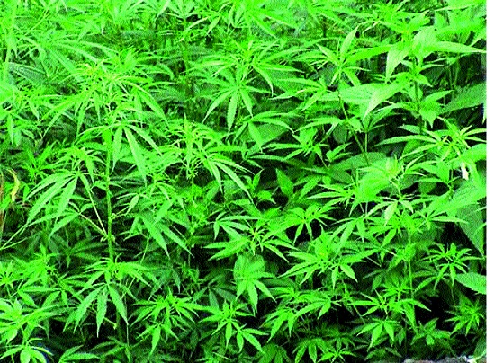 Phulotey ganja on Krishna Katath situation in Waraba taluka: Speech planted by addicts | कृष्णाकाठावर फुलतोय गांजा, वाळवा तालुक्यातील परिस्थिती : व्यसनमुक्तीवर भाषणबाजी करणाऱ्यानेच केली लागवड  Phulotey ganja on Krishna Katath situation in Waraba taluka: Speech planted by addicts | कृष्णाकाठावर फुलतोय गांजा, वाळवा तालुक्यातील परिस्थिती : व्यसनमुक्तीवर भाषणबाजी करणाऱ्यानेच केली लागवड
