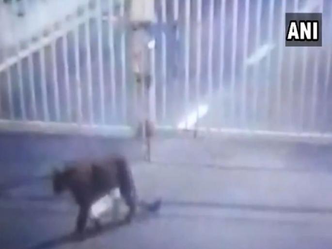 Leopard entered Secretariat premises in Gujarat's Gandhinagar, early morning today | Video - गुजरात सचिवालय परिसरात शिरला बिबट्या