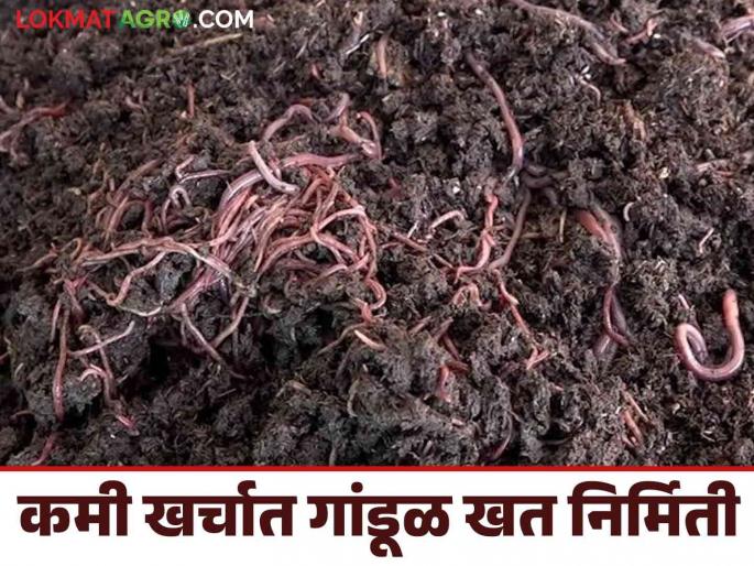 Gandul Khat Nirmiti: Read the success story of Amarnath's earthworm export in detail | Gandul Khat Nirmiti : अमरनाथची गांडूळ निर्यातीची यशोगाथा वाचा सविस्तर Gandul Khat Nirmiti: Read the success story of Amarnath's earthworm export in detail | Gandul Khat Nirmiti : अमरनाथची गांडूळ निर्यातीची यशोगाथा वाचा सविस्तर
