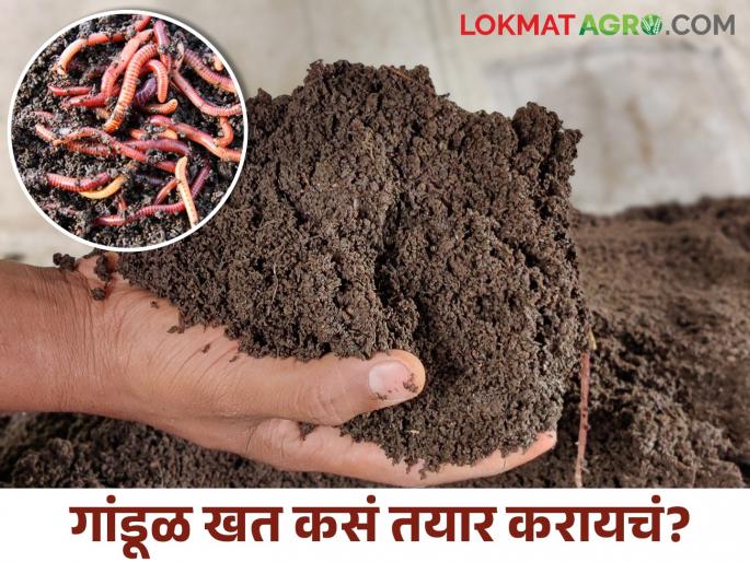 Latest News How to prepare vermicompost? see simple steps! | गांडूळ खत कसं तयार करायचंय? या सोप्या स्टेप्स फॉलो करा! Latest News How to prepare vermicompost? see simple steps! | गांडूळ खत कसं तयार करायचंय? या सोप्या स्टेप्स फॉलो करा!