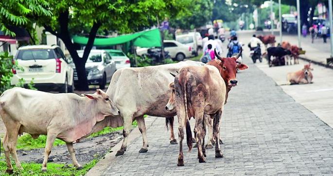Animal barrier in the path of Ganesh devotees | गणेश भक्तांच्या मार्गात जनावरांचा अडथळा Animal barrier in the path of Ganesh devotees | गणेश भक्तांच्या मार्गात जनावरांचा अडथळा