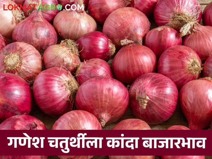 Latest News Kanda Bajarbhav summer onions price on Ganesh Chaturthi Know in detail | Kanda Bajarbhav : गणेश चतुर्थीला उन्हाळ कांद्याला काय भाव मिळाला? जाणून घ्या सविस्तर Latest News Kanda Bajarbhav summer onions price on Ganesh Chaturthi Know in detail | Kanda Bajarbhav : गणेश चतुर्थीला उन्हाळ कांद्याला काय भाव मिळाला? जाणून घ्या सविस्तर