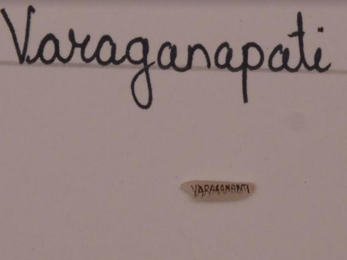 Shreeganesh's 108 names are written on the rice by the Upasikeka of the art | कलेच्या उपासिकेने तांदळावर साकारली श्रीगणेशाची १०८ नावे Shreeganesh's 108 names are written on the rice by the Upasikeka of the art | कलेच्या उपासिकेने तांदळावर साकारली श्रीगणेशाची १०८ नावे