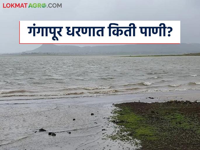 Latest News gangapur dam see nashik district dam water storage | Gangapur Dam : गंगापूर धरणात किती टक्के पाणी शिल्लक? जाणून घ्या जलसाठा 