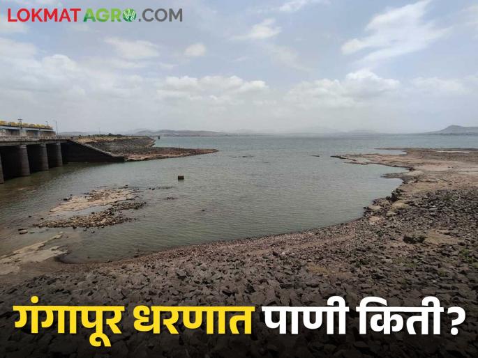 latest News nashik district Dam Storage 25 percent gangapur dam see details | Dam Storage : वाढत्या उन्हांन बाष्पीभवनात वाढ, गंगापूर धरणात किती पाणी शिल्लक? वाचा सविस्तर latest News nashik district Dam Storage 25 percent gangapur dam see details | Dam Storage : वाढत्या उन्हांन बाष्पीभवनात वाढ, गंगापूर धरणात किती पाणी शिल्लक? वाचा सविस्तर