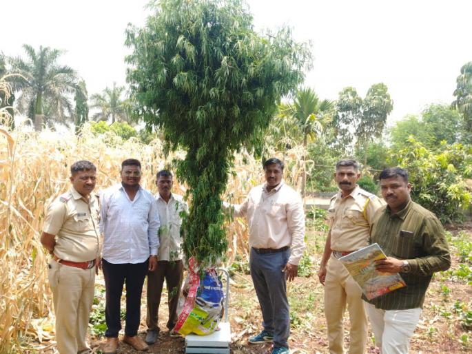 Marijuana crops in corn fields 66 plants of 10 feet height and ganja worth 11 lakhs seized from the farmer | मक्याच्या शेतात गांजाचे पिक; शेतकऱ्याकडून १० फूट उंचीची ६६ झाडे आणि ११ लाखांचा गांजा जप्त Marijuana crops in corn fields 66 plants of 10 feet height and ganja worth 11 lakhs seized from the farmer | मक्याच्या शेतात गांजाचे पिक; शेतकऱ्याकडून १० फूट उंचीची ६६ झाडे आणि ११ लाखांचा गांजा जप्त