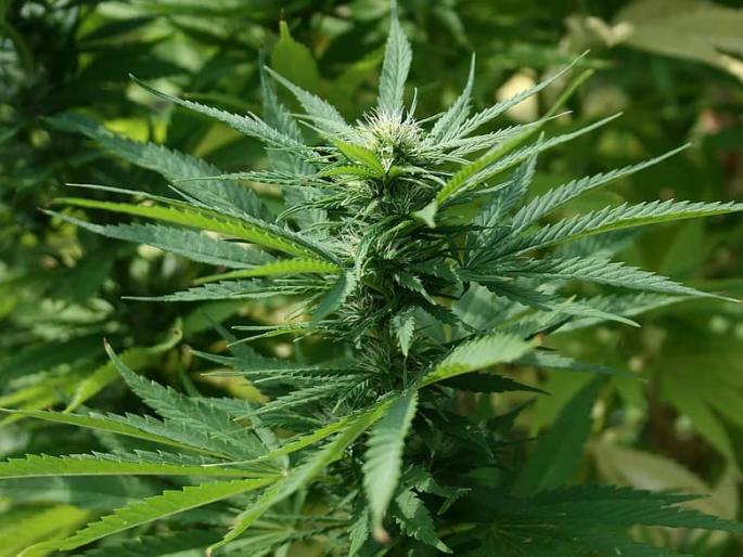 Young people from Germany traveled all over India .. They became cannabis farmers as soon as they ran out of money! | जर्मनीचे तरूण भारतभर फिरले..पैशाची चणचण भासताच गांजा शेतकरी बनले! Young people from Germany traveled all over India .. They became cannabis farmers as soon as they ran out of money! | जर्मनीचे तरूण भारतभर फिरले..पैशाची चणचण भासताच गांजा शेतकरी बनले!