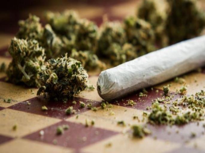 Buri Budruk in Junnar gourd printed in Shivara 5 lakh 35 thousand ganja seized | जुन्नर लौक्यातील बोरी बुद्रूक शिवारात छापा; ५ लाख ३५ हजारांचा गांजा जप्त Buri Budruk in Junnar gourd printed in Shivara 5 lakh 35 thousand ganja seized | जुन्नर लौक्यातील बोरी बुद्रूक शिवारात छापा; ५ लाख ३५ हजारांचा गांजा जप्त