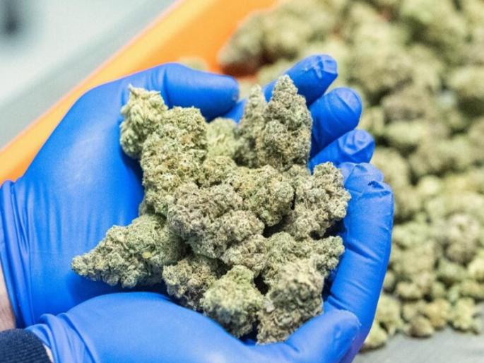 possessed marijuana and was trapped 7 kg ganja worth around 7 lakhs seized | गांजा बाळगला अन् सापळ्यात अडकला; तब्बल ७ लाखांचा ७ किलो गांजा जप्त possessed marijuana and was trapped 7 kg ganja worth around 7 lakhs seized | गांजा बाळगला अन् सापळ्यात अडकला; तब्बल ७ लाखांचा ७ किलो गांजा जप्त