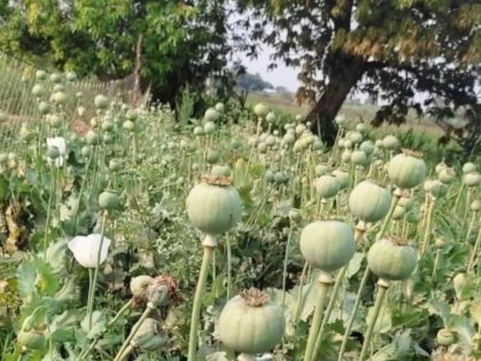 Opium plants in the field one arrested Plants worth 76 thousand seized | शेतात अफूची झाडे, एकास अटक; ७६ हजार किमतीची झाडे जप्त Opium plants in the field one arrested Plants worth 76 thousand seized | शेतात अफूची झाडे, एकास अटक; ७६ हजार किमतीची झाडे जप्त