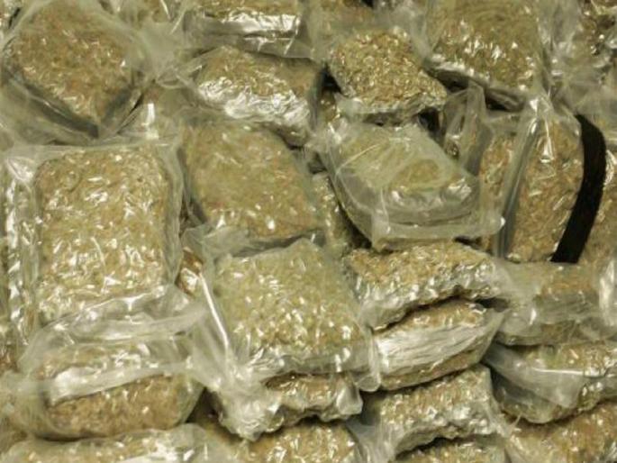 Woman becomes leader of ganja sale in Nanded; seized three kilos of ganja | नांदेडात गांजा विक्रीची म्होरक्या निघाली महिला; दोन हस्तकाकडून पावणे तीन किलो गांजा जप्त Woman becomes leader of ganja sale in Nanded; seized three kilos of ganja | नांदेडात गांजा विक्रीची म्होरक्या निघाली महिला; दोन हस्तकाकडून पावणे तीन किलो गांजा जप्त