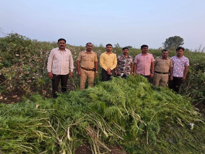 Jalana: Cannabis farm destroyed in Kauchalwadi Shivara, Ambad! 4 quintals of cannabis crop worth Rs 1 crore seized | Jalana: कौचलवाडी शिवारात चक्क गांजाची शेती; १ कोटी रुपयांचे ४ क्विंटल गांजाचे पीक जप्त