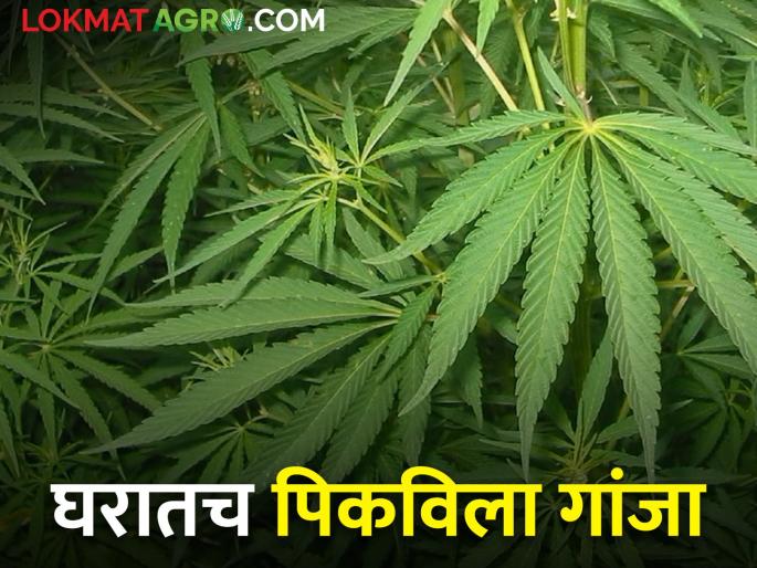 How Hydroponics Technology Grows Canbbis What Happened Next? | हायड्रोपोनिक्स तंत्रज्ञानाने पिकविला गांजा, मग पुढं काय झालं? How Hydroponics Technology Grows Canbbis What Happened Next? | हायड्रोपोनिक्स तंत्रज्ञानाने पिकविला गांजा, मग पुढं काय झालं?
