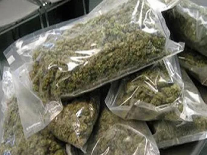 Kankavli police arrested one person for hiding ganja in Deoghar | Sindhudurg: देवघरात गांजा लपवला, कणकवली पोलिसांनी केली एकास अटक Kankavli police arrested one person for hiding ganja in Deoghar | Sindhudurg: देवघरात गांजा लपवला, कणकवली पोलिसांनी केली एकास अटक